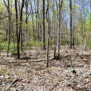 Photo #18 of SOLD property in Off Chase Log Road, Stuart, VA 46.4 acres