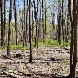 Photo #20 of SOLD property in Off Chase Log Road, Stuart, VA 46.4 acres
