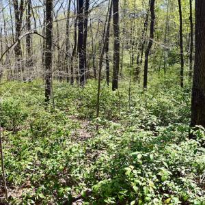 Photo #21 of SOLD property in Off Chase Log Road, Stuart, VA 46.4 acres