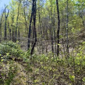 Photo #23 of SOLD property in Off Chase Log Road, Stuart, VA 46.4 acres