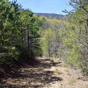 Photo #25 of SOLD property in Off Chase Log Road, Stuart, VA 46.4 acres