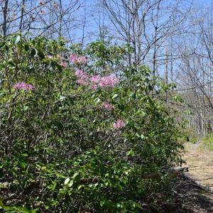 Photo #26 of SOLD property in Off Chase Log Road, Stuart, VA 46.4 acres