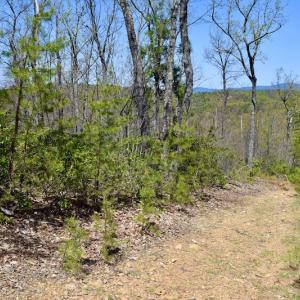 Photo #27 of SOLD property in Off Chase Log Road, Stuart, VA 46.4 acres