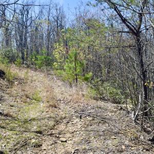 Photo #31 of SOLD property in Off Chase Log Road, Stuart, VA 46.4 acres
