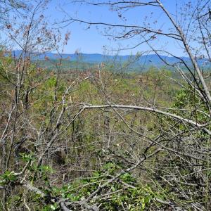 Photo #33 of SOLD property in Off Chase Log Road, Stuart, VA 46.4 acres
