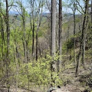 Photo #35 of SOLD property in Off Chase Log Road, Stuart, VA 46.4 acres