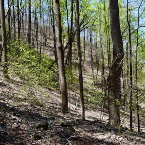 Photo #37 of SOLD property in Off Chase Log Road, Stuart, VA 46.4 acres
