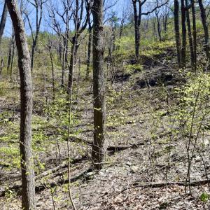 Photo #38 of SOLD property in Off Chase Log Road, Stuart, VA 46.4 acres