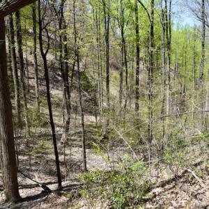 Photo #39 of SOLD property in Off Chase Log Road, Stuart, VA 46.4 acres