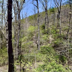 Photo #40 of SOLD property in Off Chase Log Road, Stuart, VA 46.4 acres