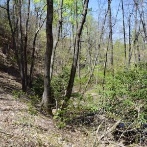 Photo #42 of SOLD property in Off Chase Log Road, Stuart, VA 46.4 acres