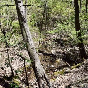 Photo #43 of SOLD property in Off Chase Log Road, Stuart, VA 46.4 acres