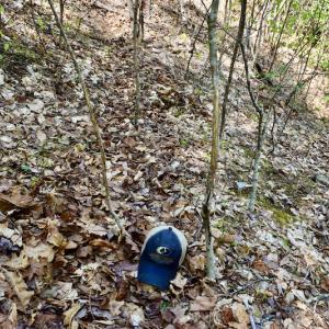 Photo #44 of SOLD property in Off Chase Log Road, Stuart, VA 46.4 acres