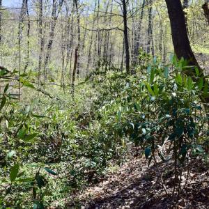 Photo #45 of SOLD property in Off Chase Log Road, Stuart, VA 46.4 acres