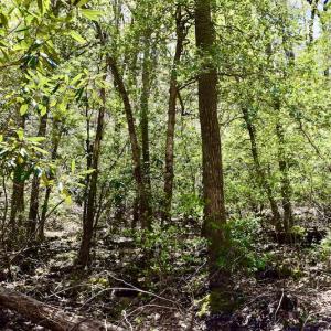 Photo #46 of SOLD property in Off Chase Log Road, Stuart, VA 46.4 acres