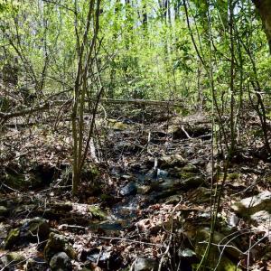 Photo #47 of SOLD property in Off Chase Log Road, Stuart, VA 46.4 acres