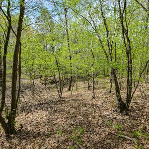 Photo #11 of SOLD property in Off Mountain Drive, Callands, VA 7.0 acres