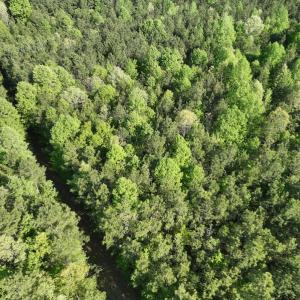 Photo #20 of SOLD property in Off Gaston Hills Lane, Gaston, NC 11.5 acres
