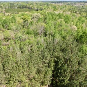 Photo #16 of SOLD property in Union Woods Dr, Brodnax, VA 25.7 acres