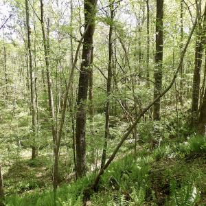 Photo #34 of SOLD property in Union Woods Dr, Brodnax, VA 25.7 acres