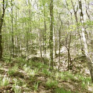 Photo #35 of SOLD property in Union Woods Dr, Brodnax, VA 25.7 acres