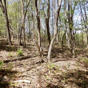 Photo #36 of SOLD property in Union Woods Dr, Brodnax, VA 25.7 acres