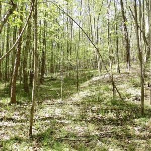 Photo #37 of SOLD property in Union Woods Dr, Brodnax, VA 25.7 acres