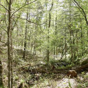 Photo #38 of SOLD property in Union Woods Dr, Brodnax, VA 25.7 acres