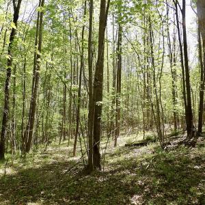 Photo #39 of SOLD property in Union Woods Dr, Brodnax, VA 25.7 acres