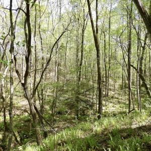 Photo #40 of SOLD property in Union Woods Dr, Brodnax, VA 25.7 acres
