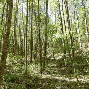 Photo #42 of SOLD property in Union Woods Dr, Brodnax, VA 25.7 acres