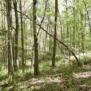 Photo #43 of SOLD property in Union Woods Dr, Brodnax, VA 25.7 acres