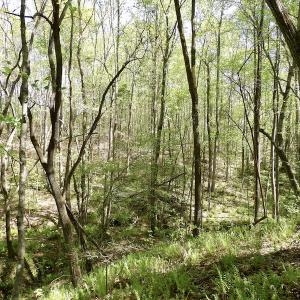 Photo #44 of SOLD property in Union Woods Dr, Brodnax, VA 25.7 acres