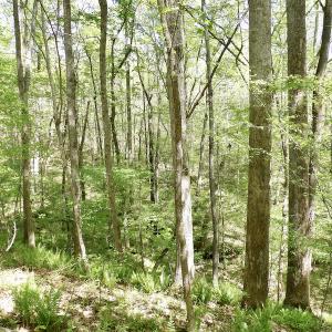 Photo #45 of SOLD property in Union Woods Dr, Brodnax, VA 25.7 acres