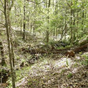 Photo #47 of SOLD property in Union Woods Dr, Brodnax, VA 25.7 acres