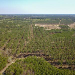 Photo #11 of SOLD property in 916 Republican Road, Windsor, NC 275.0 acres