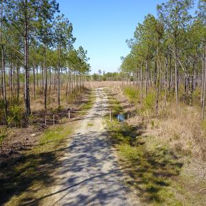 Photo #14 of SOLD property in 916 Republican Road, Windsor, NC 275.0 acres
