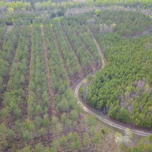 Photo #22 of SOLD property in 916 Republican Road, Windsor, NC 275.0 acres