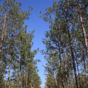 Photo #30 of SOLD property in 916 Republican Road, Windsor, NC 275.0 acres