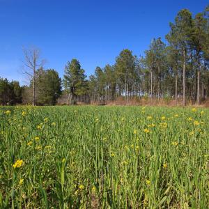 Photo #31 of SOLD property in 916 Republican Road, Windsor, NC 275.0 acres