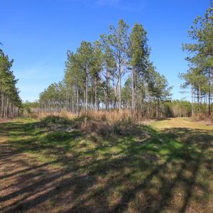 Photo #32 of SOLD property in 916 Republican Road, Windsor, NC 275.0 acres