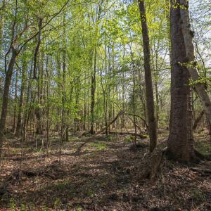 Photo #34 of SOLD property in 916 Republican Road, Windsor, NC 275.0 acres