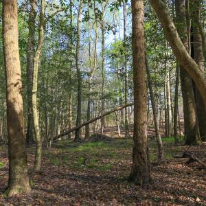 Photo #37 of SOLD property in 916 Republican Road, Windsor, NC 275.0 acres