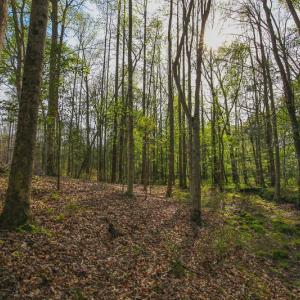 Photo #38 of SOLD property in 916 Republican Road, Windsor, NC 275.0 acres