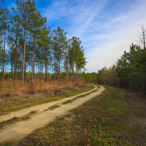 Photo #40 of SOLD property in 916 Republican Road, Windsor, NC 275.0 acres