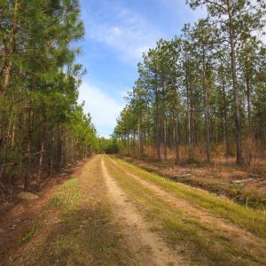 Photo #41 of SOLD property in 916 Republican Road, Windsor, NC 275.0 acres