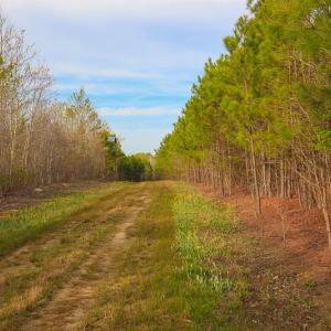 Photo #42 of SOLD property in 916 Republican Road, Windsor, NC 275.0 acres