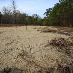 Photo #45 of SOLD property in 916 Republican Road, Windsor, NC 275.0 acres
