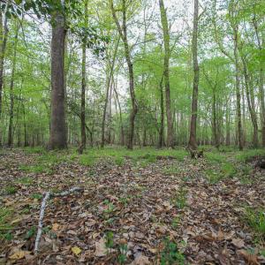 Photo #46 of SOLD property in 916 Republican Road, Windsor, NC 275.0 acres