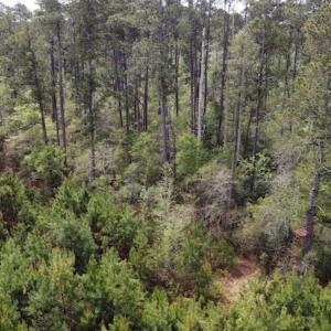 Photo #4 of Off Ware Drive, Nichols, SC 23.3 acres